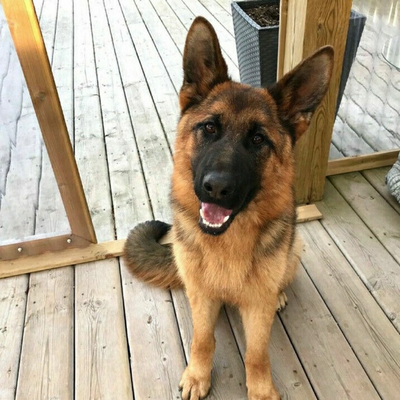 Meet your Posher, Ginny - Picture 1 of 1